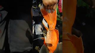 Golden fish🐠🐋🐟 fish goldfish aquarium amazingfacts amazing fishing pets fishaquarium trend [upl. by Moht]