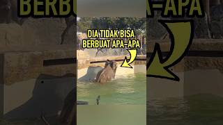 Gajah Ini Mengejutkan Semua Orang [upl. by Tade]