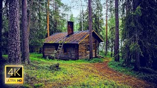 4K  🎶 Vídeo Com Imagens Magníficas de Florestas Rios e Bosques [upl. by Audette708]