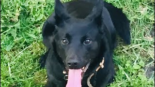 Kelpie puppy barking at music played on guitar [upl. by Kiehl846]