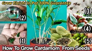 How To Grow Cardamom From Seeds  Grow Elaichi in pot Step By Step Guide With 6 Months Updates [upl. by Jamill]