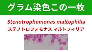 今日のグラム染色この一枚 Stenotrophomonas maltophiliaによる菌血症 [upl. by Rehttam]