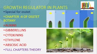 growth regulators in plants for osstet [upl. by Vincenta]