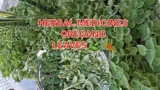 Oregano Leaves 🍃 herbal medicine herbal medicine [upl. by Elleda]