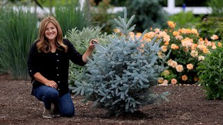 Planting the Most Beautiful Blue Spruce Trees 🌲💙  Garden Answer [upl. by Irene466]