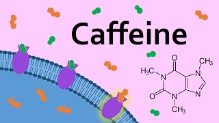 Caffeine and Adenosine Receptors [upl. by Eromle]