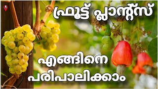 Fruit plants growth techniques and tips in malayalam  Prs kitchen krishi cultivation [upl. by Retsam]