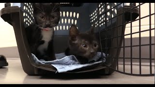 Fostering Kittens With Cerebellar Hypoplasia [upl. by Ahsiugal740]