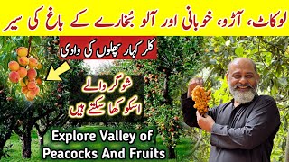 Best Loquat of the world is in kallar kahar chakwaliftikhar iffi لوکاٹ کے سو فائدے [upl. by Leahicm330]