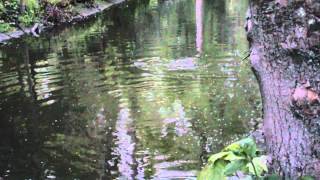 Daylight otters in Jesmond Dene [upl. by Adrian943]