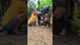 Big Holstein cow milking by handcow yeilding 30 littr milk [upl. by Giarg807]