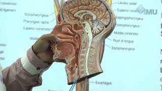 Anatomy of Pharynx and oesophagus [upl. by Neruat277]