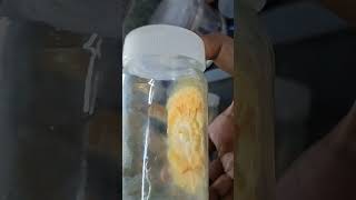 best quality cordyceps tissue culture [upl. by Bowers960]