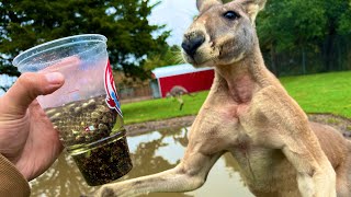 I Fed Wasps and Gasoline to a Kangaroo [upl. by Sirehc246]