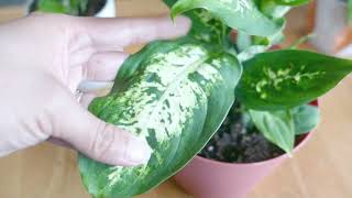 Dieffenbachia Dumb Cane Easy Houseplant Care [upl. by Iret]