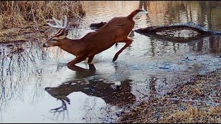 THE T CROSSING PART 2 OF 2 GREEN HEADS GREEN WING WHITETAILS TURKEYS COYOTES [upl. by Araccat455]