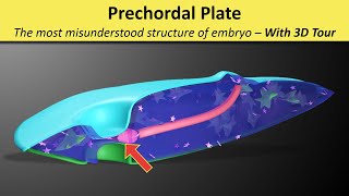 Prechordal Plate Prochordal Plate  Prechordal Mesoderm  Oropharyngeal membrane [upl. by Eseneg]