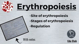 Erythropoiesis  RBC  Erythrocytes  Blood Physiology [upl. by Aurelius]