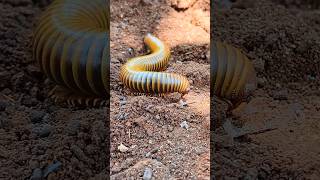 OMG 😱😱😱 Giant millipede Bumblebee  short video snailhunter [upl. by Neerihs]