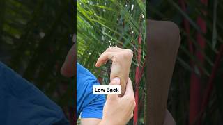 Quick amp Natural Back Pain Remedy acupoints chinesemedicine [upl. by Karyl]