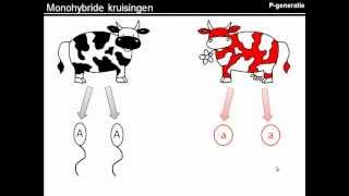 Instructie kruisingsschemas maken [upl. by Niltiac]