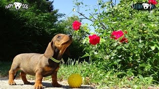 Kratkodlaki jazavčar štenciDACKEL WELPEN  DACHSHUND puppies Wiener DogJazbečar Pas 03 [upl. by Denn]