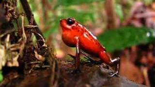 Strawberry poison dart frog Dendrobates pumilio calling in Costa Rica Video [upl. by Ahsienor76]