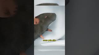 Como os Ratos e Cobras Entram no seu Banheiro 🐭🚽 curiosidades curiosidade fatos vocesabia [upl. by Esinal]