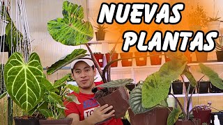 NUEVAS Plantas De Interior DIVINAS  El Anturio esta de Locos [upl. by Niawtna]