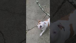 FAFO playing with a stick PitPack PitbullPatrol Bully pitbull FAFOandFriends FaffyBaby [upl. by Gregorius288]