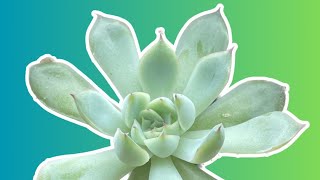 Echeveria care tips how I keep this succulent pretty succulents echeveria plants plantcare [upl. by Halima267]