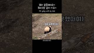 엄마 푸바오랑 같이가요 Im going with my mom 푸바오 판다 힐링 동물 귀여운 panda cute fubao [upl. by Ytsirhk]