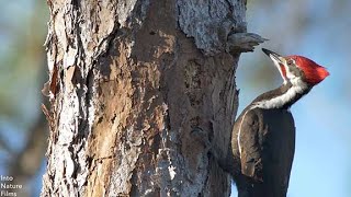 The Woodpecker Story An Indigenous Parable [upl. by Vogel43]