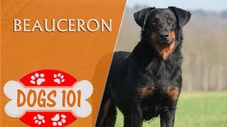 Dogs 101  BEAUCERON  Top Dog Facts about the Beauceron [upl. by Jocelin]