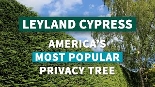 Leyland Cypress  Americas Most Popular Privacy Tree [upl. by Emelun]