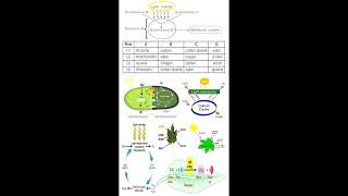 Photosynthesis Substances and Equation geneticteacher [upl. by Arytas]