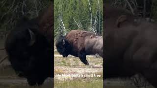 Defeated bison takes out frustration on tree and tourists yellowstone buffalo bison [upl. by Naeerb]