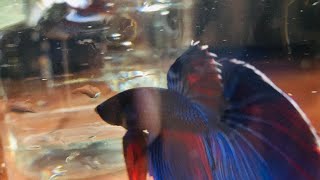 Siamese fighting fish Fighter Fish Life  Part 27 THE EXPLORER is live [upl. by Starlene841]