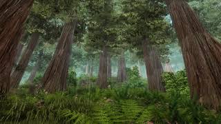 Bevilex Oblivion  Walk in the forest  Misty weather  No music [upl. by Nialb497]