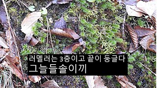 그늘들솔이끼 Pogonatum contortum Bird Lesq [upl. by Aryt]