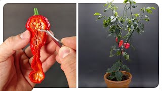 Ghost Pepper Timelapse 185 Days [upl. by Mccallion]