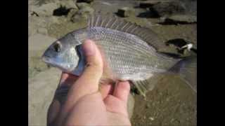 Bream fishing  Port River Adelaide [upl. by Nibuz]