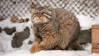 Pallass cat is sharpening claws like playing piano [upl. by Nylle]