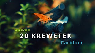 Wpuszczam krewetki do krewetkarium nano 15L caridina shrimp tank [upl. by Macur]