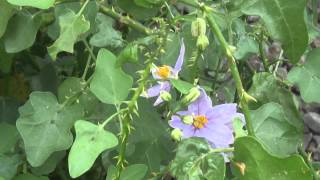 Solanum trilobatum [upl. by Edaj491]