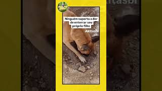 Cachorra se despede de filhote  Um Amor que Transcende Espécies 💔 [upl. by Eniak29]