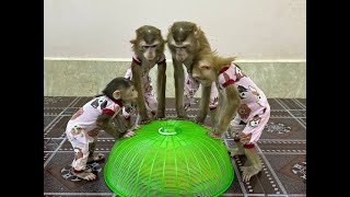 4 Siblings Standing Up Very Mannerly amp Curious Waiting Mom To Come amp Open Mysterious Breakfast Treat [upl. by Nitsrek510]