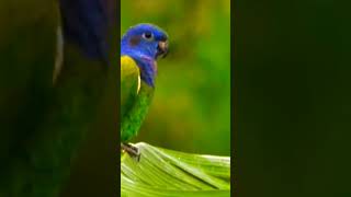 quotBLUEHEADED parrot Bird in Danger of EXTINCTION due the damage caused to its natural habitatquot 3 [upl. by Petulah]