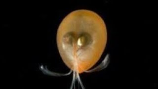 Facts Ostracods [upl. by Koosis877]