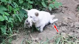 Paralyzed stray dog ​​mother holds newborn puppy in mouth looking for a shelter [upl. by Itsym190]